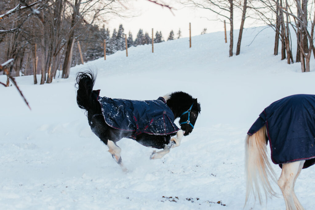 Häst som busar i snön